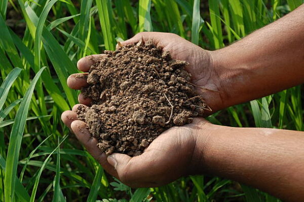 Agriculture
