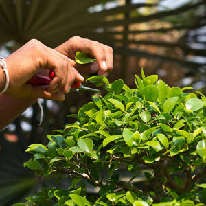 Gardening man's hand trimming bonsai tree with prunning shears