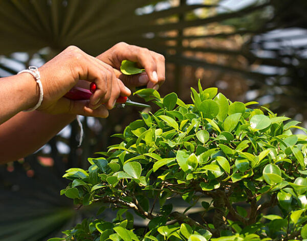 Gardening man's hand trimming bonsai tree with prunning shears
