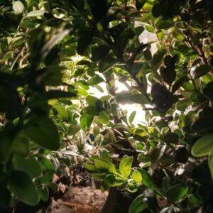 The light of a street lamp in the leaves of a decorative bush