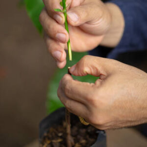 Istockphoto 2198474735 612x612