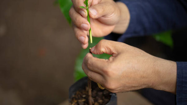 Istockphoto 2198474735 612x612