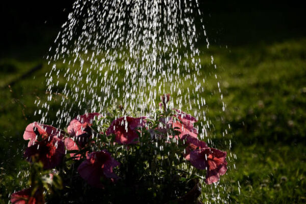 Istockphoto 645702476 612x612